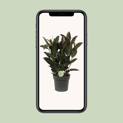 Ficus Melany - Ø19cm - ↕65cm