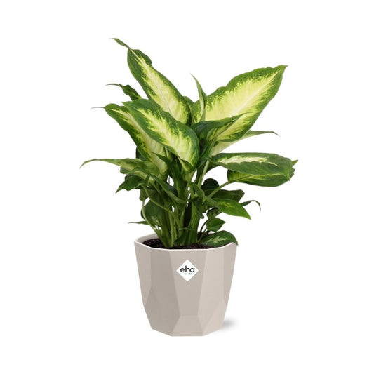 Dieffenbachia ‘Camilla’ in ELHO b.for rock 14 cm warm grey