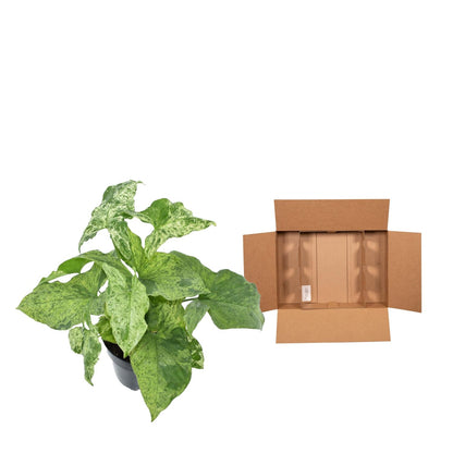 Purpurtute 'Mottled' – Exotische Zimmerpflanze 25 cm