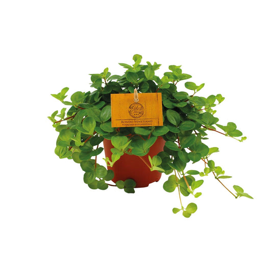 Peperomia Rotundifolia - Ø12cm - ↕20cm