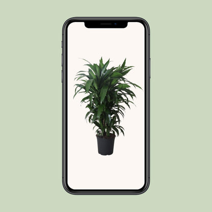 Dracaena Frag. Janet Craig - Ø27cm - ↕120cm