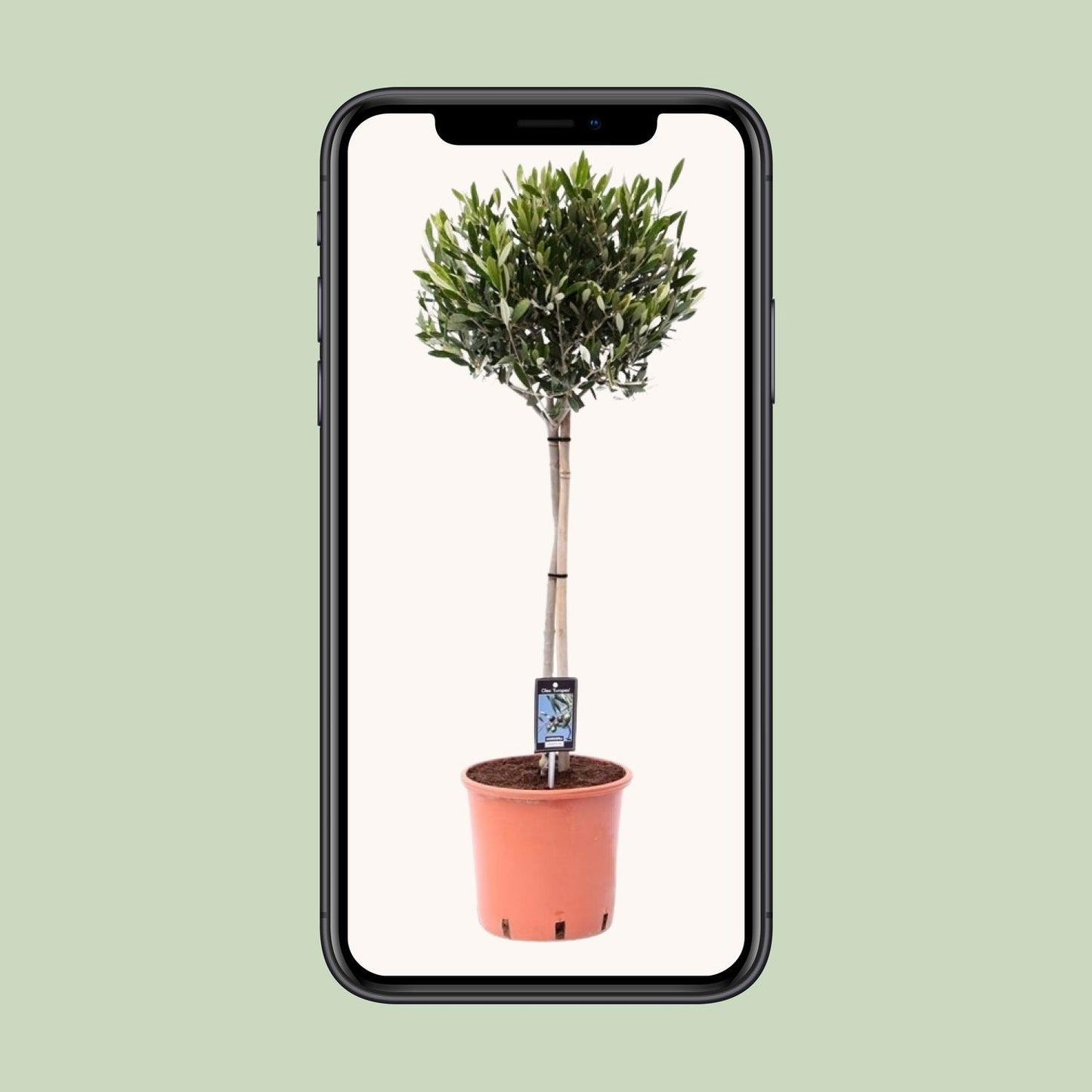 Olea Olijf - Ø22cm - ↕90cm