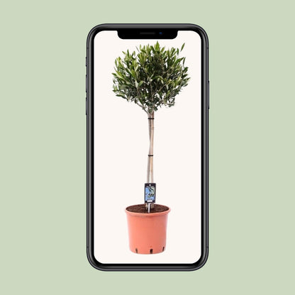 Olea Olijf - Ø22cm - ↕90cm