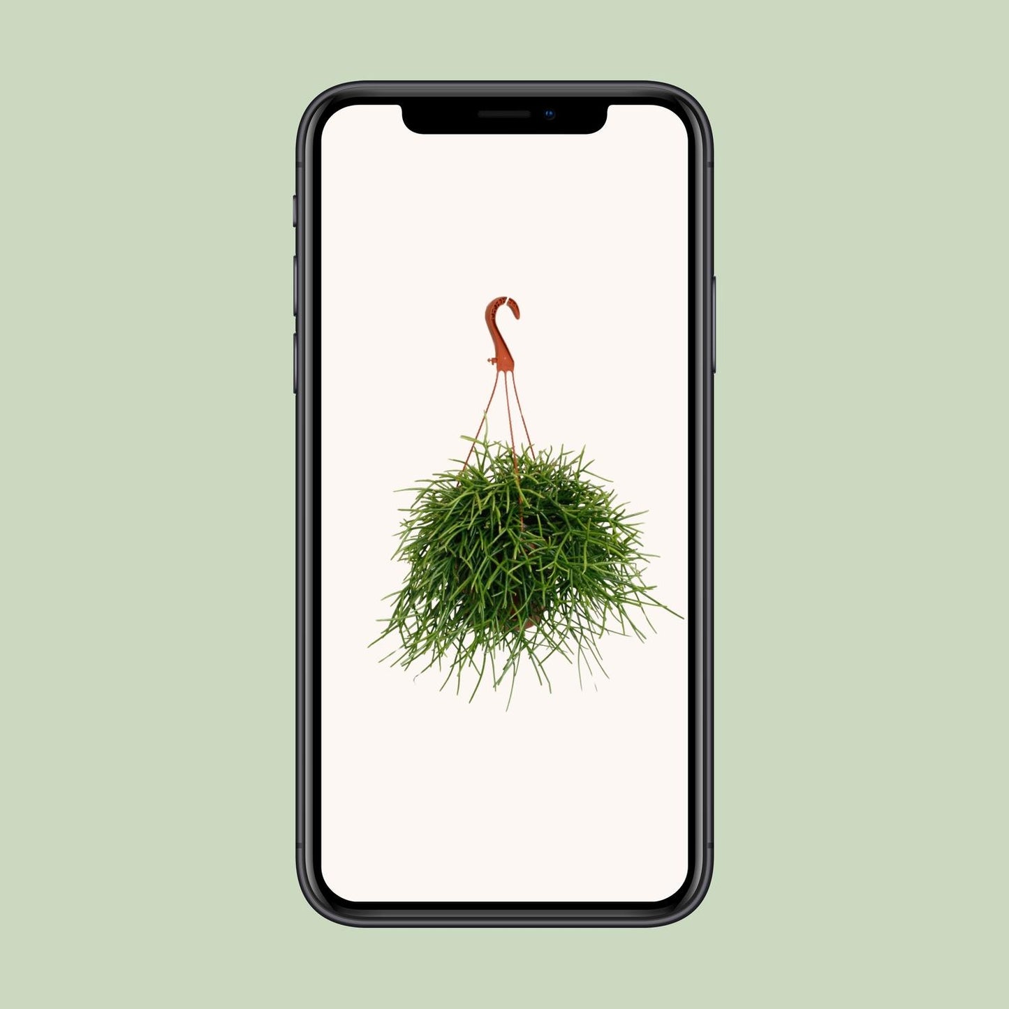 Rhipsalis Pulchra - Ø17cm - ↕45cm