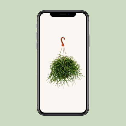 Rhipsalis Pulchra - Ø17cm - ↕45cm