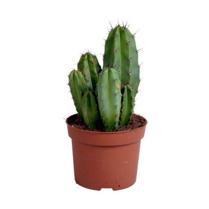 Polen chula 12cm