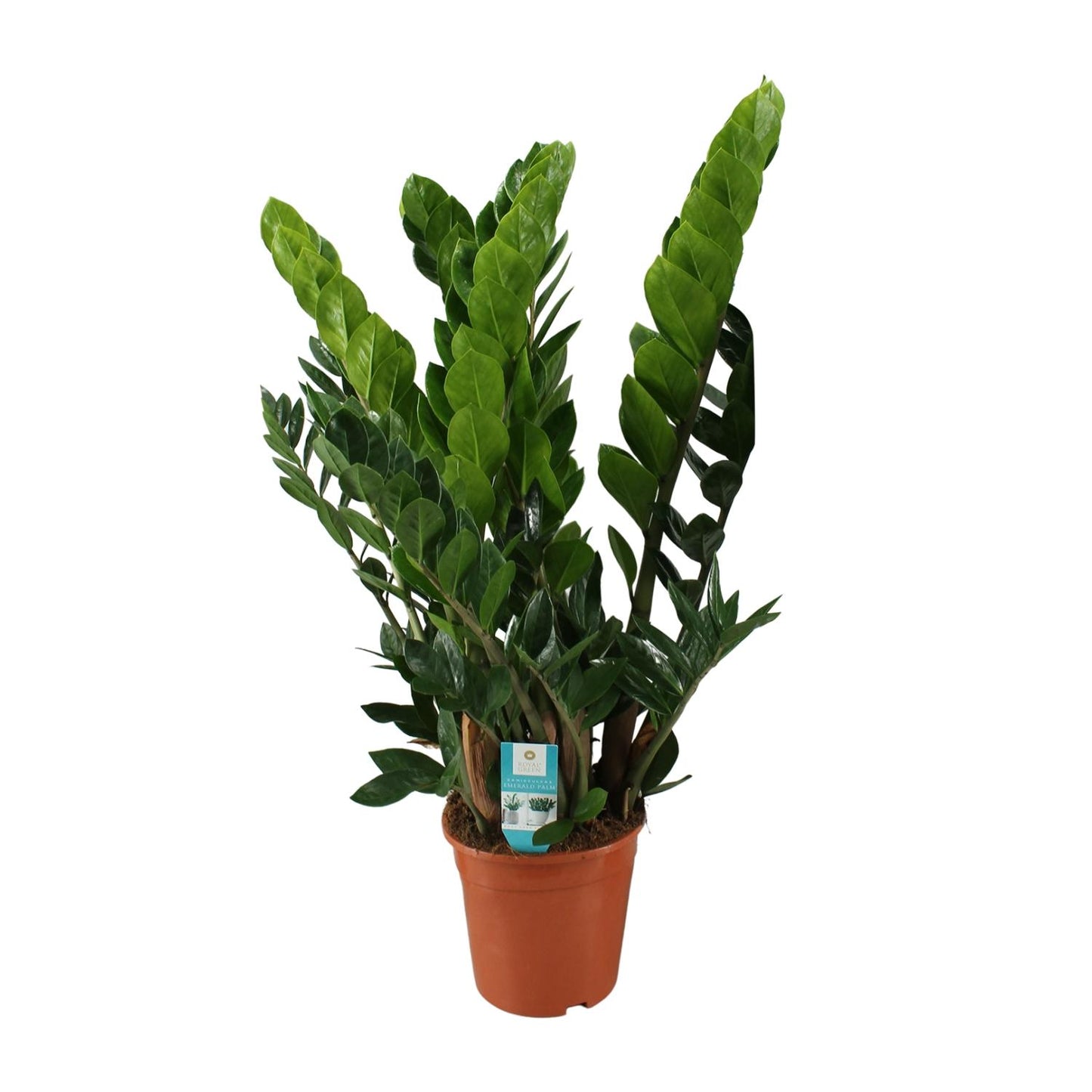 Zamioculcas Zamiifolia  - Ø21cm - ↕80cm