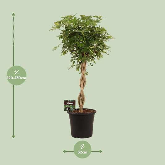 Schefflera Arb. Gold Capella - Ø32cm - ↕130cm