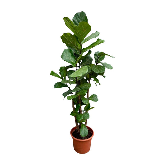 XXL Geigenfeige 220 cm – Elegante Zimmerpflanze Ficus lyrata