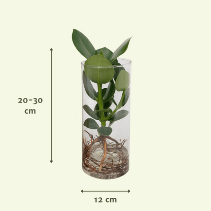 Clusia in Cylinder glas - Ø12cm - ↕30cm