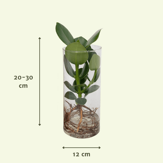 Clusia in Cylinder glas - Ø12cm - ↕30cm