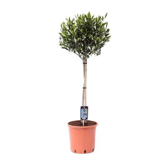 Olea Olijf - Ø22cm - ↕90cm