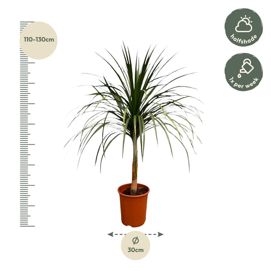 Drachenbaum 120 cm – Exotisch & Pflegeleicht