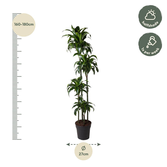 Drachenbaum Dorado 170 cm – Exotische Zimmerpflanze