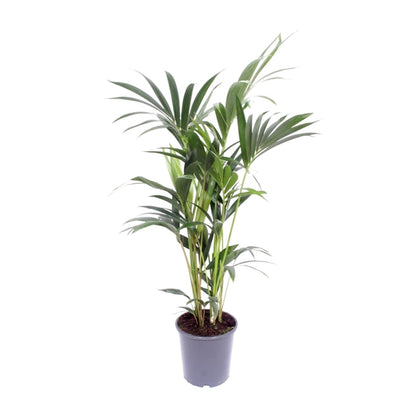 Howea Forsteriana 2 Per Pot - Ø14cm - ↕50cm