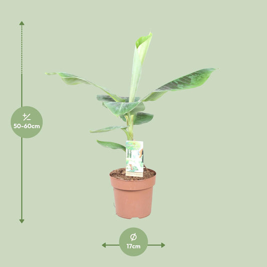 Musa Dwarf Cavendish - Ø17cm - ↕60cm