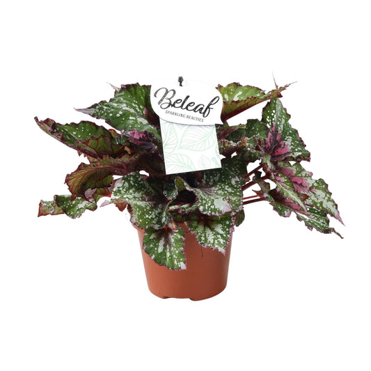 Begonia Beleaf Alaska Creek - Ø17cm - ↕32cm
