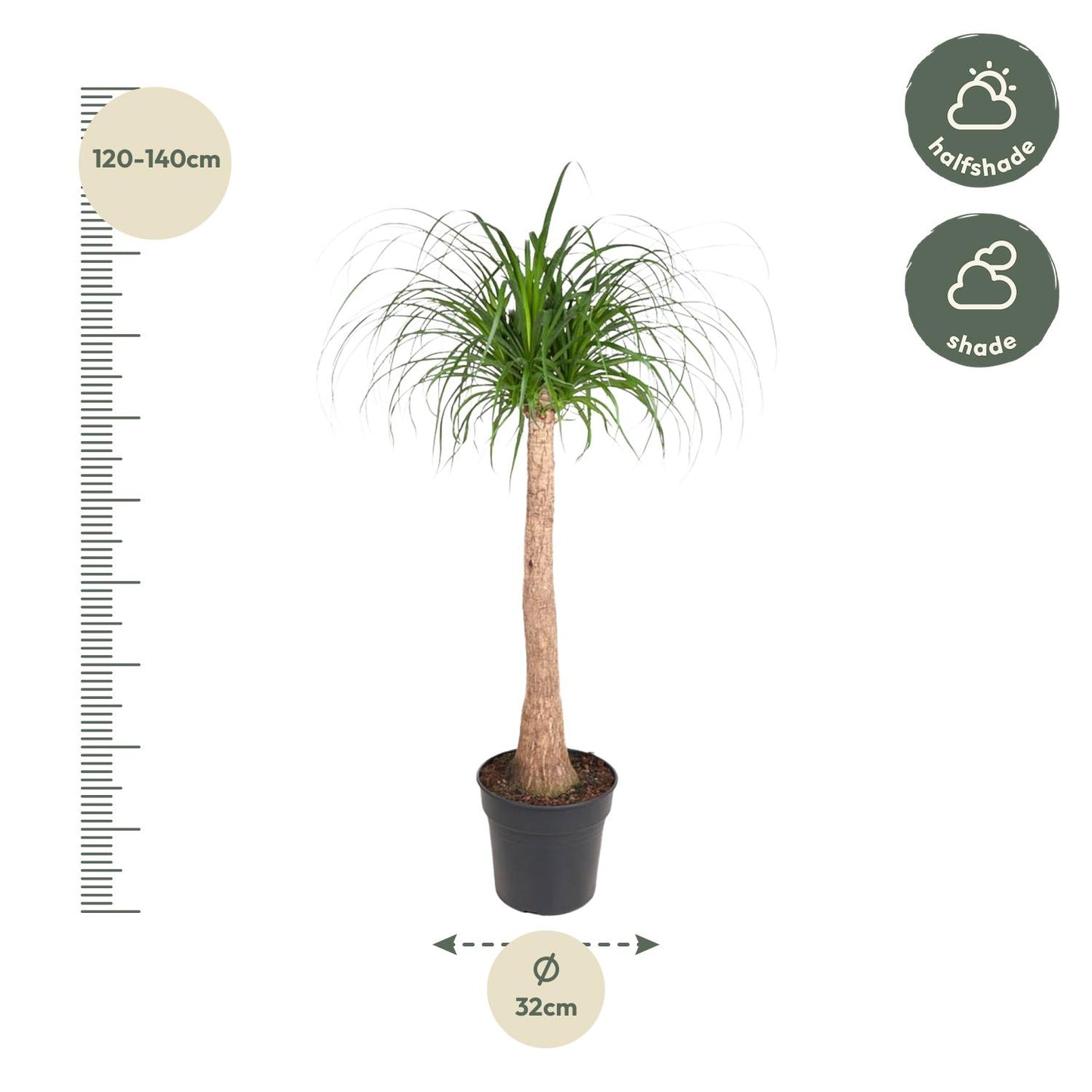 Elefantenfuß 120 cm – Exotische & pflegeleichte Zimmerpflanze