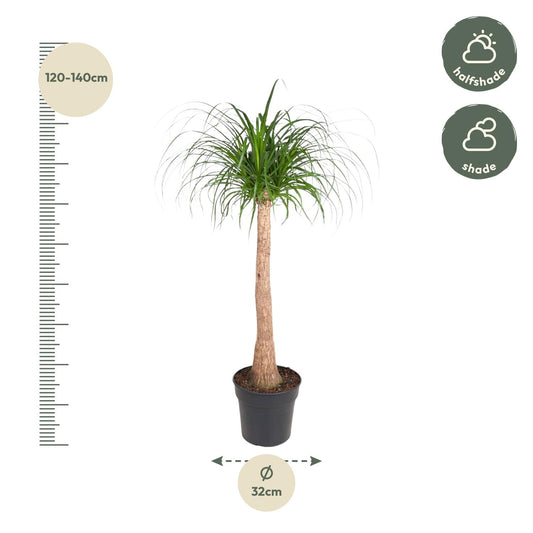 Elefantenfuß 120 cm – Exotische & pflegeleichte Zimmerpflanze