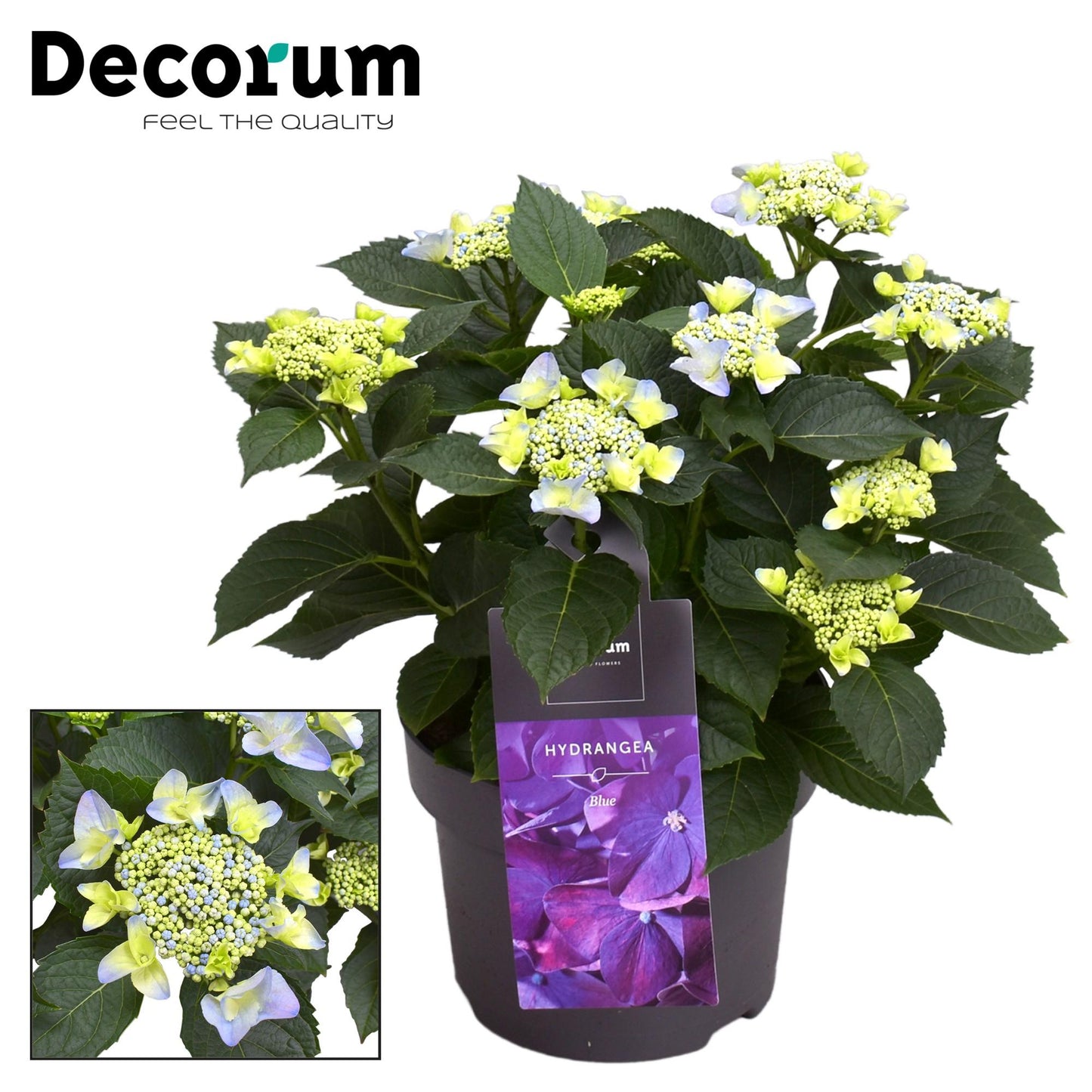 Hydrangea Teller Nizza Blue 7 - 12 Kop (Decorum) - Ø23cm - ↕45cm