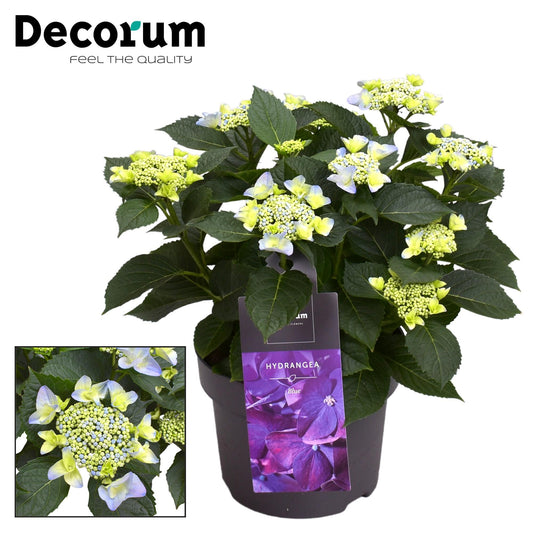 Hydrangea Teller Nizza Blue 7 - 12 Kop (Decorum) - Ø23cm - ↕45cm