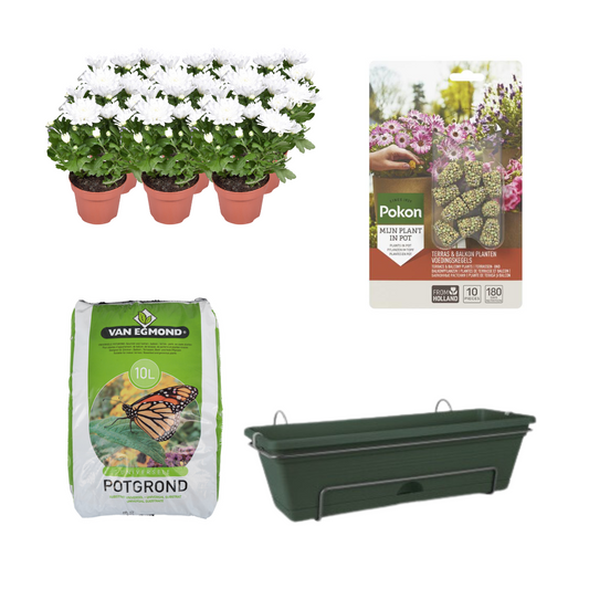 Balkonpflanzgefäß Grün DIY-Set - Chrysanthemum Brave