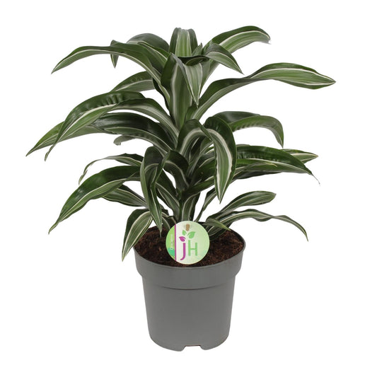 Dracaena Jade Jewel - Ø17cm - ↕50cm