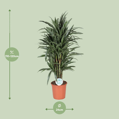 Dracaena Deremensis Warneckei - Ø24cm - ↕120cm