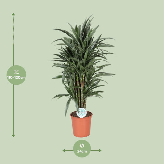 Dracaena Deremensis Warneckei - Ø24cm - ↕120cm