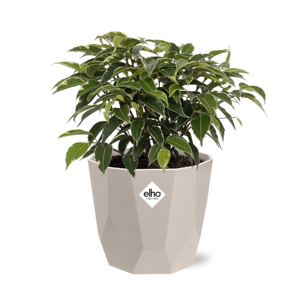 Ficus Benjamina Kinky in ELHO b.for rock 14 cm warm grey