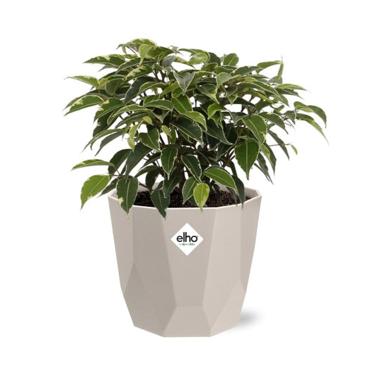 Ficus Benjamina Kinky in ELHO b.for rock 14 cm warm grey