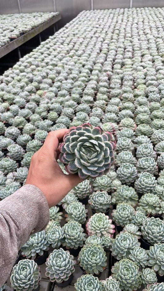Echeveria Elegans - Ø9cm - ↕15cm