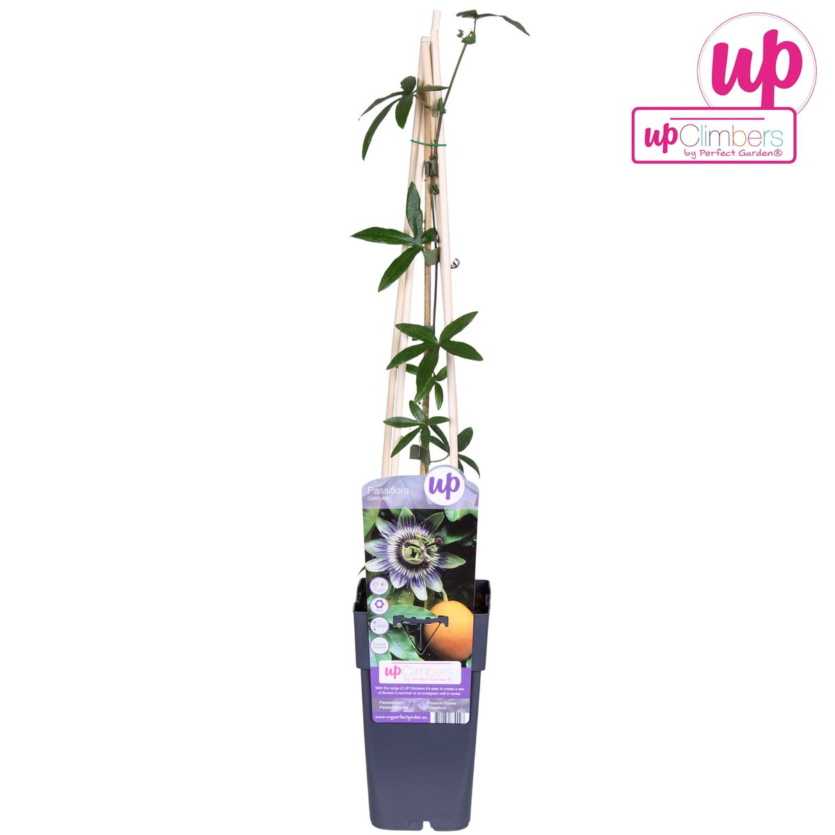 Passiflora Blau caerulea - Ø15cm - ↕65cm