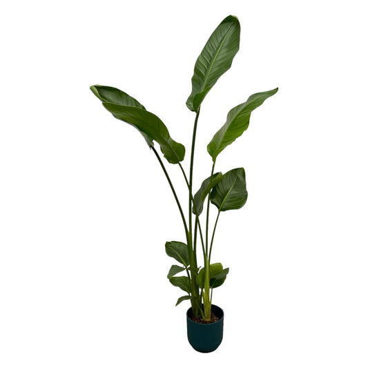Paradiesvogelblume 'Nicolai' – 100 cm Zimmerpflanze im Topf
