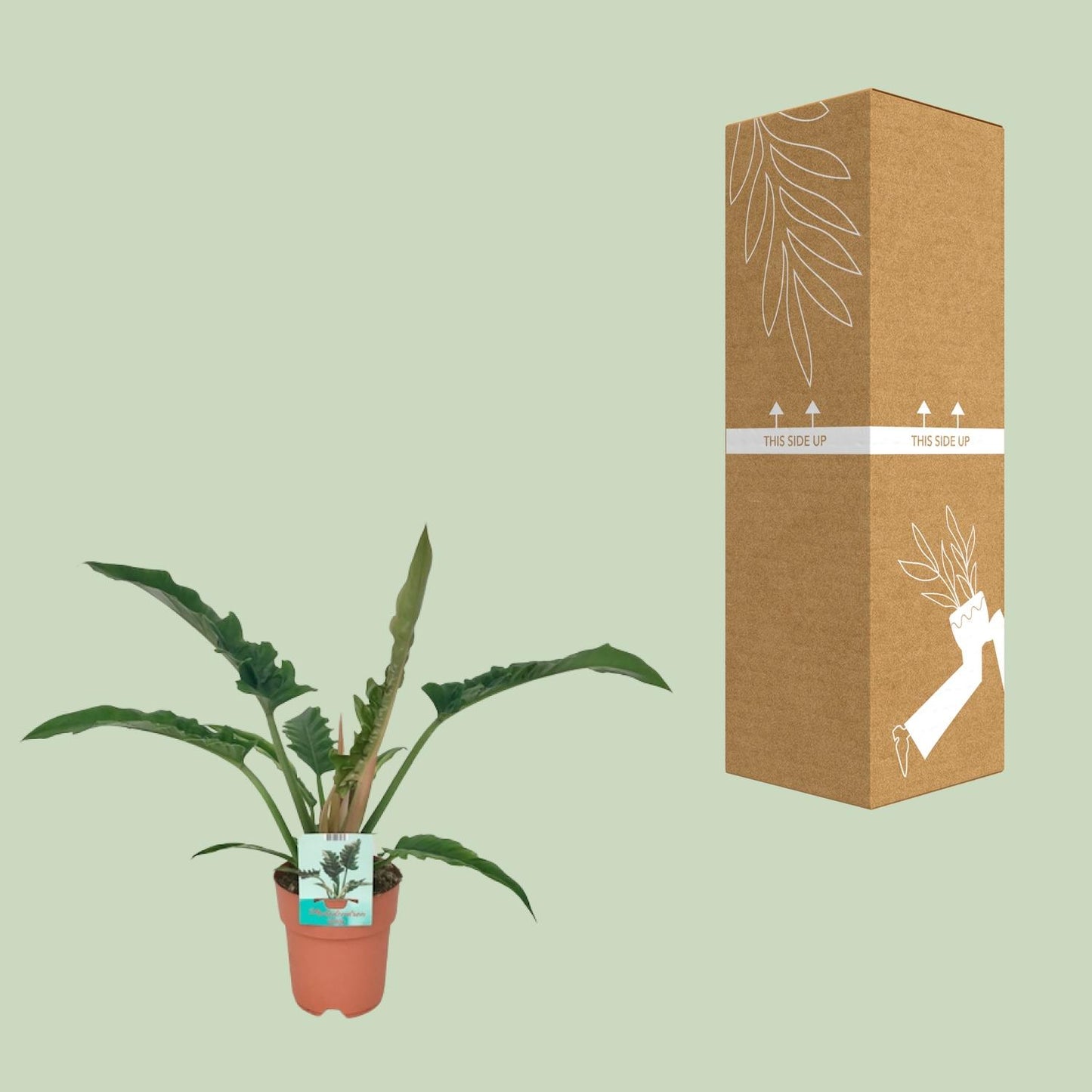 Philodendron Narrow - Ø19cm - ↕90cm