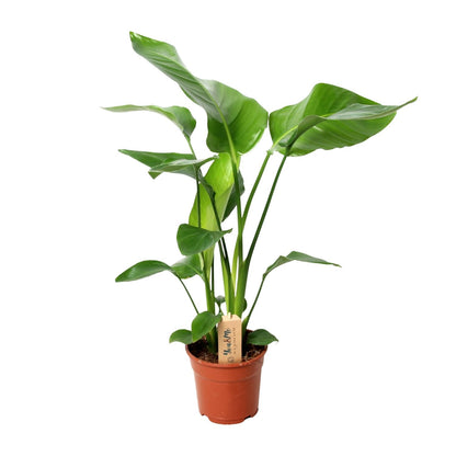 Strelitzia Nicolai - Ø17cm - ↕60cm