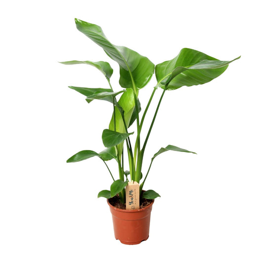 Strelitzia Nicolai - Ø17cm - ↕60cm