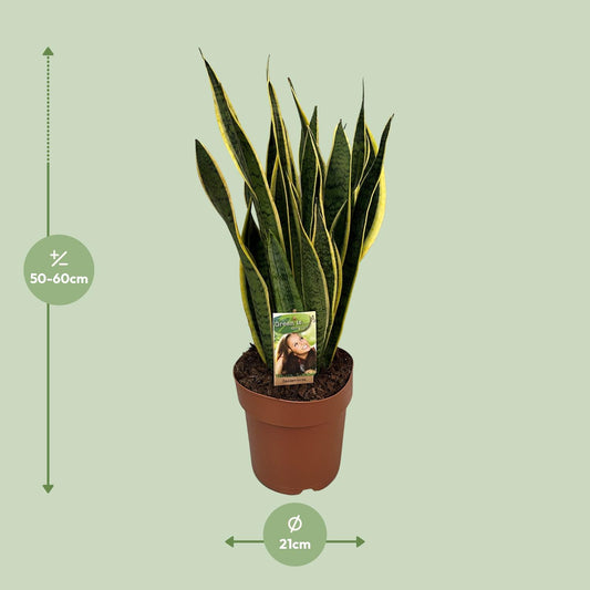 Sansevieria Trifasciata Laurentii - Ø21cm - ↕60cm