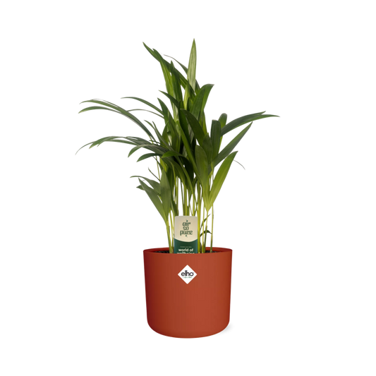 Dypsis Lutescens (Areca) 12cm (zonder Hoes) in ELHO b.for soft rond 14cm brique