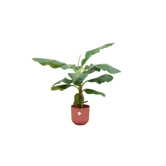 Bananenpflanze 100 cm im roten elho Jazz Round Topf