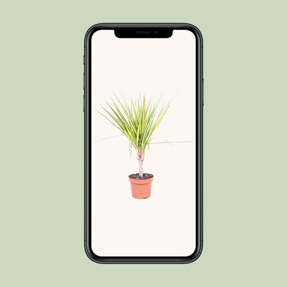 Dracaena Sunray Enkele Stam - Ø12cm - ↕50cm