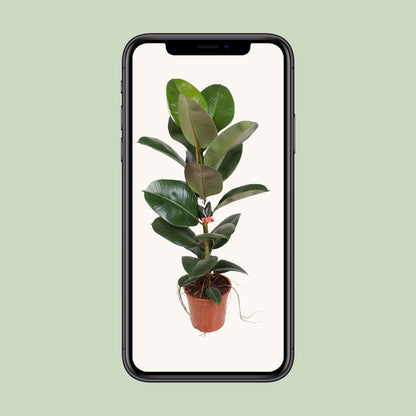 Ficus Elastica Robusta 21 Cm - Ø21cm - ↕95cm