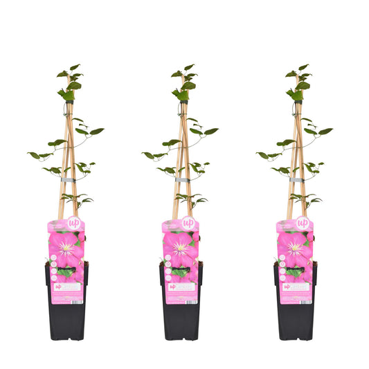 3x - Clematis Ville de Lyon - ↨65cm - Ø15