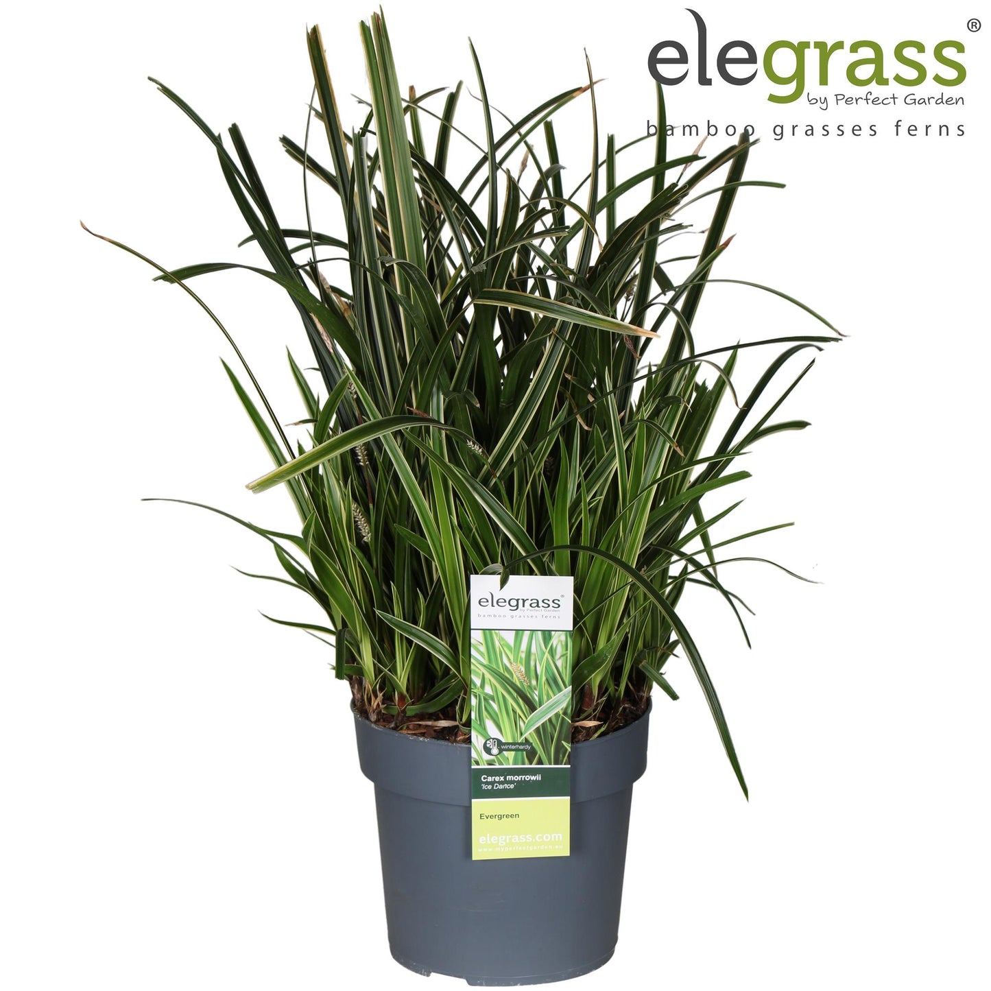 Carex Morrowii Ice Dance - Ø19cm - ↕45cm