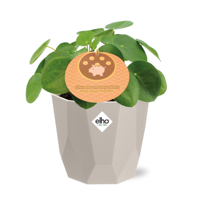 Pilea Peperomioides 12cm in ELHO b.for rock 14 cm warm grey