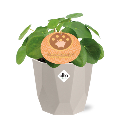 Pilea Peperomioides 12cm in ELHO b.for rock 14 cm warm grey