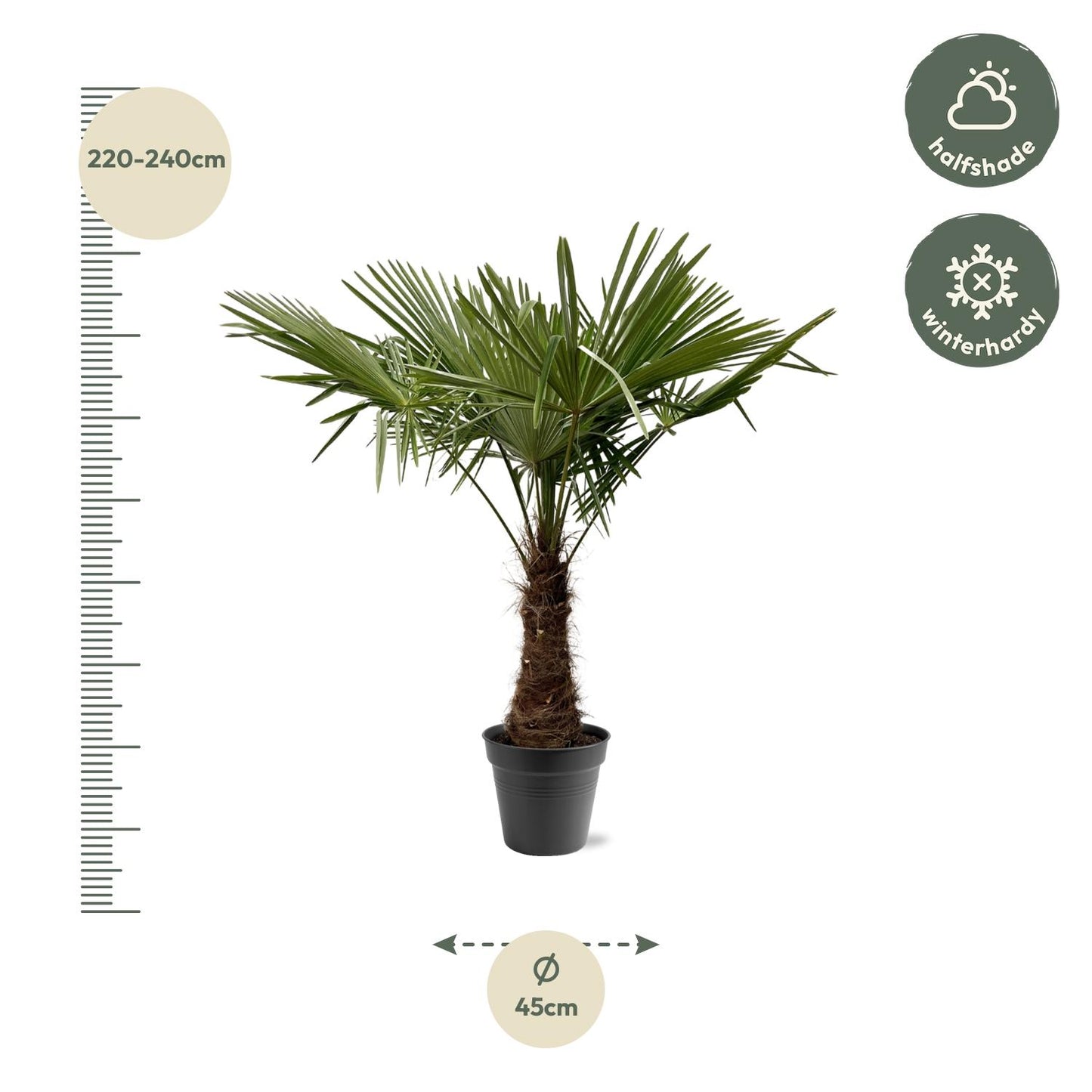 Chinesische Hanfpalme 220-240 cm – Exotische Kübelpflanze
