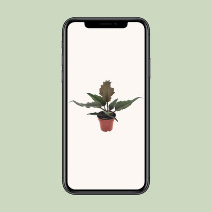 Philodendron Caramel - Ø12cm - ↕25cm