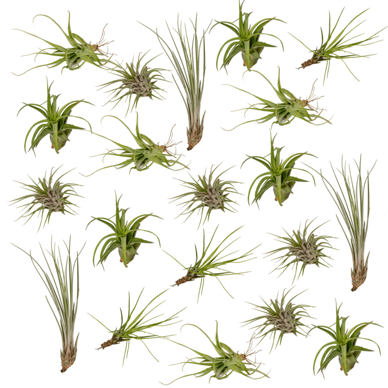 Everspring - Tillandsia Air mix - 20 StÃ¼ck - 6 cm - ø6