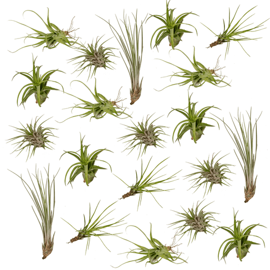 Everspring - Tillandsia Air mix - 20 StÃ¼ck - 6 cm - ø6